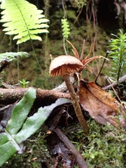 Leratiomyces squamosus squamosus