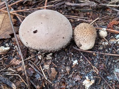 Lycoperdon molle