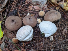 Lycoperdon molle
