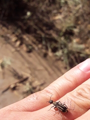 Epicauta semivittata