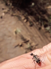 Epicauta semivittata