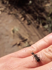 Epicauta semivittata