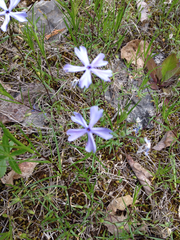 Phlox bifida