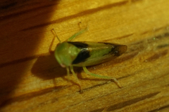 Macropsis osborni