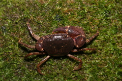 Sinolapotamon palmatum