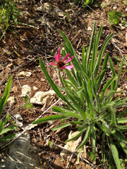 Echinacea tennesseensis