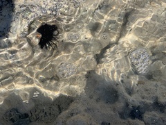 Echinometra lucunter