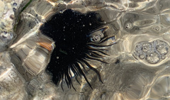 Echinometra lucunter