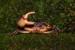 Sinolapotamon palmatum