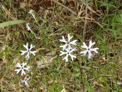 Phlox bifida
