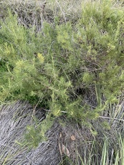 Cupressus forbesii