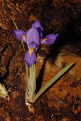 Iris verna smalliana