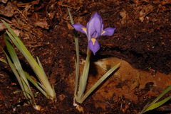 Iris verna smalliana