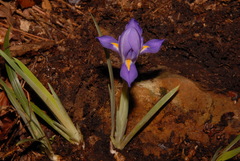 Iris verna smalliana