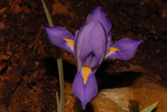 Iris verna smalliana