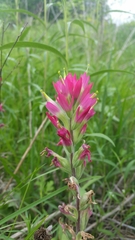 Castilleja indivisa