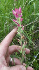 Castilleja indivisa