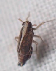 Muellerianella laminalis