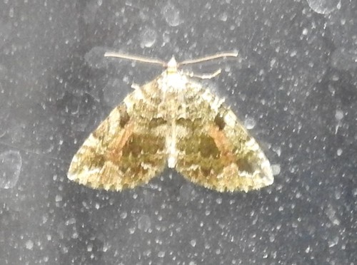 Nebula mutabilis