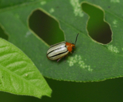 Disonycha brevilineata