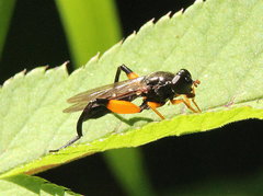 Chalcosyrphus curvaria