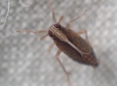 Muellerianella laminalis