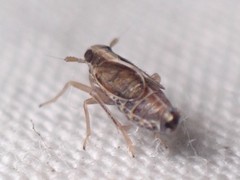 Muellerianella laminalis