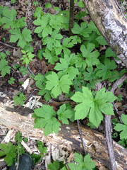 Hydrastis canadensis