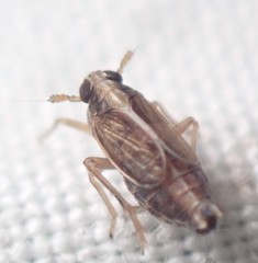 Muellerianella laminalis