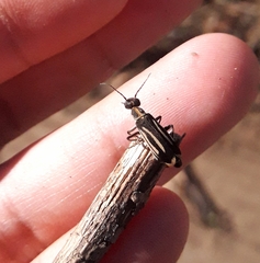 Epicauta semivittata