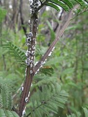 Melanococcus albizziae