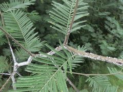 Melanococcus albizziae