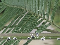 Melanococcus albizziae