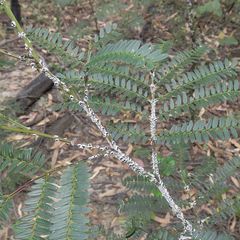 Melanococcus albizziae