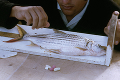 Hydrocynus vittatus