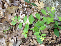 Lithospermum tuberosum