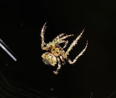 Novaranea courti