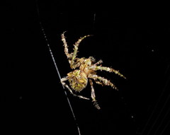 Novaranea courti