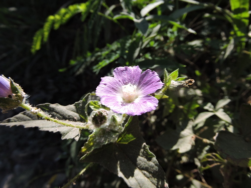 Violeta (Anoda cristata)