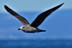 Larus occidentalis