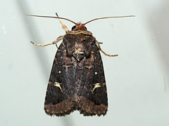 Proteuxoa hydraecioides