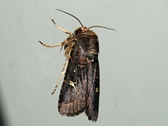 Proteuxoa hydraecioides