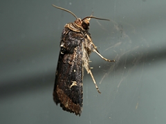 Proteuxoa hydraecioides