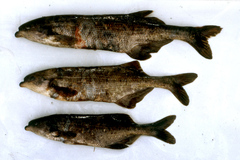 Marcusenius macrolepidotus