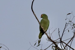 Amazona autumnalis