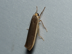 Palaeosia bicosta