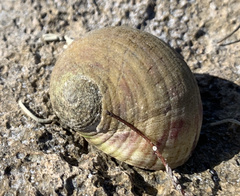 Nerita peloronta