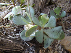 Adromischus