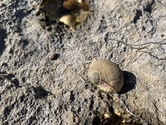 Nerita peloronta