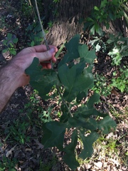 Quercus similis